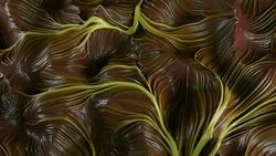 4K Abstract Muscle Tissue. Stock Footage