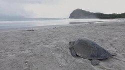CLEAN : Threatened Paslama turtle arrives on the Nicaraguan coast News Clip