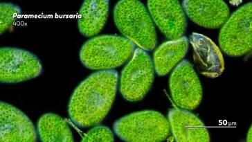 The Terrifying Viruses of the Microcosmos