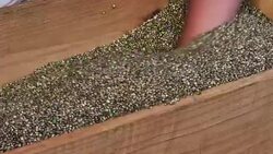 Cannabis seeds in wooden box Stock Footage