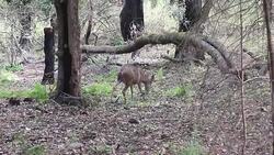 Shiloh Ranch Regional California. Stock Footage