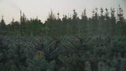 Automatic watering of small pines Stock Footage