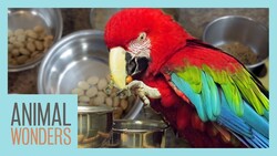 Preparing A Proper Parrot Diet Instructional Video