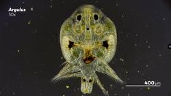 The Fish Sucking Lice That Aren’t Lice Instructional Video