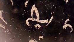 I WONDER - Where Are Microorganisms Found? Instructional Video