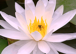 Anther Instructional Video