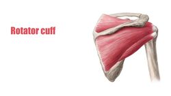 Glenohumeral joint Instructional Video