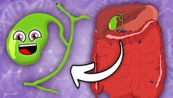 I Am Your Gallbladder! | KLT Anatomy Instructional Video