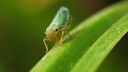 Green cicada on a reed sheet. Stock Footage
