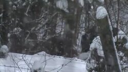 Wild boar in winter and barbed wire Stock Footage