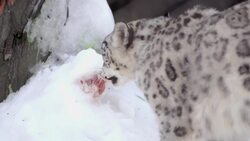 Welcome to a Winter Wonderland Snow Day for These Snow Leopards Instructional Video