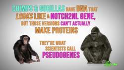 New Genetic Clues to the Mystery of Your Giant Brain Instructional Video