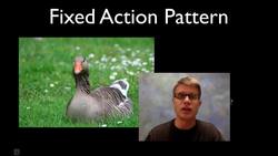 Animal Behavior Instructional Video