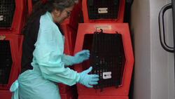 A puppy's tale of hope Instructional Video