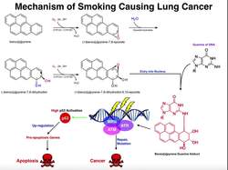 How Can Smoking Cause Lung Cancer Instructional Video