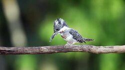 Kingfisher bird : adult Crested kingfisher (Megaceryle lugubris) Stock Footage
