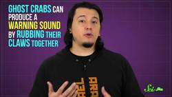 Ghost Crabs Take Stomach Growling to a Whole New Level Instructional Video