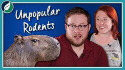 Why Are Rodents Unpopular? Instructional Video