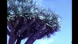 A Cruise to Funchal, Madeira, Santa Cruz, Tenerife. Stock Footage