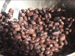 Exploring the Digestive and Excretory Systems: Video Review Instructional Video