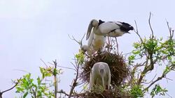 Large Nestling Great Egret in Large Nestling Great Egret in Phatthalung Province Stock Footage