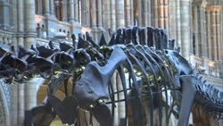 Dippy the dinosaur skeleton at the Natural History Museum News Clip