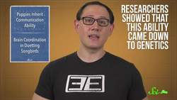 These Adorable Puppies Were Born Smart | SciShow News Instructional Video