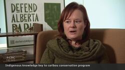 Dene Tha First Nation, Canadian wilderness group partner to monitor caribou News Clip