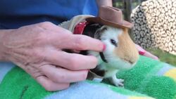 What Do Different Guinea Pig Noises Mean? Instructional Video