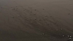 CLEAN : Locals and tourists in Guatemala release baby turtles into wild News Clip