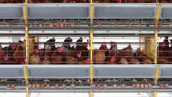 Industrial Food and Livestock Production Instructional Video