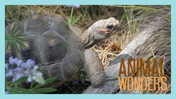 Taking the Tortoises for a Walk Instructional Video