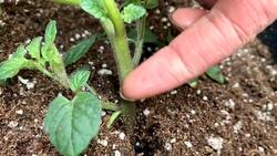 Dirt Cheap: Maxing out your garden yield Instructional Video