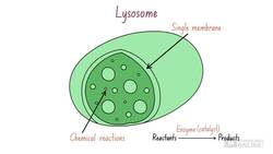 Biology Cells as the Basis of Life: Cell Structure - Animal Cells Part 1 Instructional Video