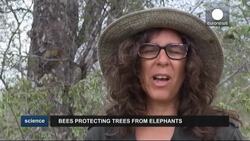 Elephants told to buzz off in South Africa national park News Clip