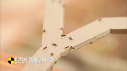 Testing Ant Intelligence: Are Ants Smarter Than Humans? Instructional Video
