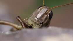 Exploring the Fascinating World of Grasshoppers Instructional Video