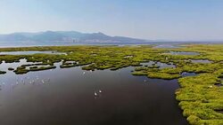 Aerial View of Wetland Stock Footage