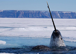 The mystery of the narwhal tooth Instructional Video
