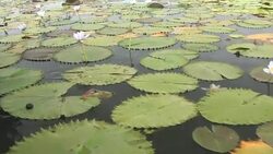 Boating through lily pads Stock Footage