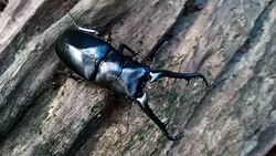giraffe stag beetle Stock Footage