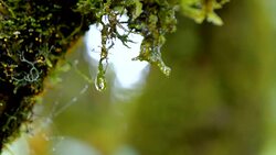 Slow motion of waterdrop on green moss Stock Footage