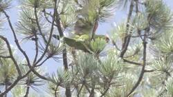 Why Is It So Crucial To Save the Thick-Billed Parrot Instructional Video