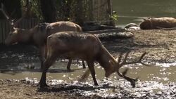 CLEAN : Asian deer comeback marks rare Chinese conservation success News Clip