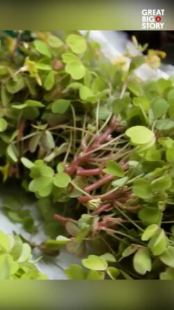 The Chef's Garden, cultivating flavor for the world's top chefs Instructional Video