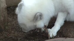 These Arctic Foxes Have a Much Longer Life Expectancy Than in the Wild Instructional Video