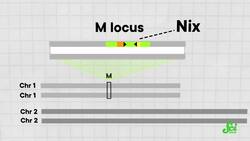 Killing Mosquitoes With a Flip of a Gene Instructional Video