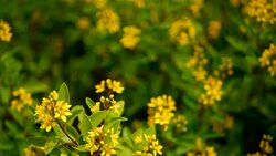 Spring field of small yellow flowers of Galphimia. Evergreen shrub of star-shaped Golden Thryallis glauca. Ornamental bloom in natural sunlight of Gold Shower. Summer meadow background, soft focus. Stock Footage