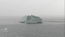 'Extinction crisis' has scientists sounding the alarm over nature's rapid decline News Clip