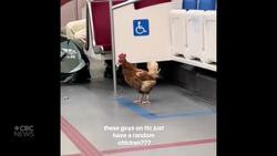 #TheMoment a chicken hitched a ride on the Toronto subway News Clip